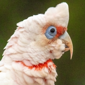 Cacatua tenuirostris at Drouin, VIC - 11 Jan 2024 05:41 AM