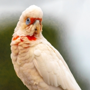 Cacatua tenuirostris at Drouin, VIC - 11 Jan 2024 05:41 AM