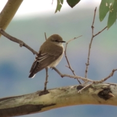 Microeca fascinans (Jacky Winter) at Gigerline Nature Reserve - 19 Mar 2024 by RodDeb