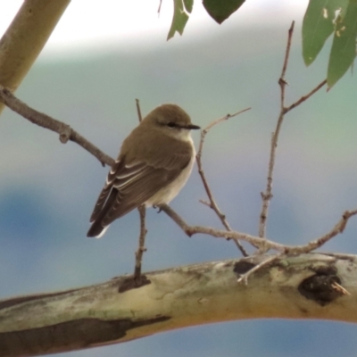 Microeca fascinans (Jacky Winter) at Gigerline Nature Reserve - 19 Mar 2024 by RodDeb