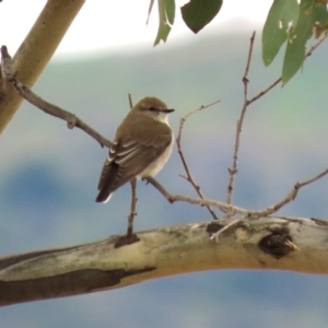 Microeca fascinans at Gigerline Nature Reserve - 19 Mar 2024 12:19 PM