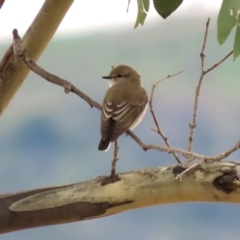 Microeca fascinans at Gigerline Nature Reserve - 19 Mar 2024