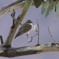 Microeca fascinans at Gigerline Nature Reserve - 19 Mar 2024 12:19 PM