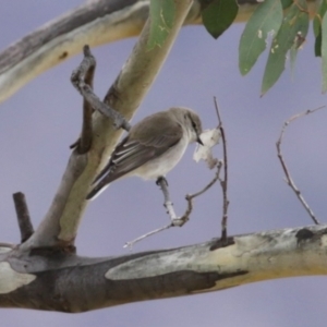 Microeca fascinans at Gigerline Nature Reserve - 19 Mar 2024