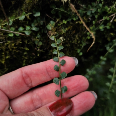 Asplenium flabellifolium (Necklace Fern) at QPRC LGA - 20 Mar 2024 by Csteele4