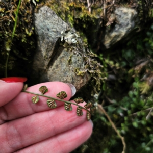 Asplenium flabellifolium at QPRC LGA - 20 Mar 2024