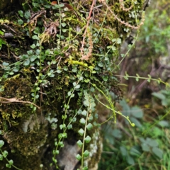 Asplenium flabellifolium at QPRC LGA - 20 Mar 2024