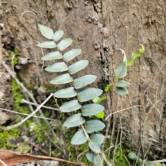 Pellaea calidirupium (Hot Rock Fern) at QPRC LGA - 20 Mar 2024 by Csteele4