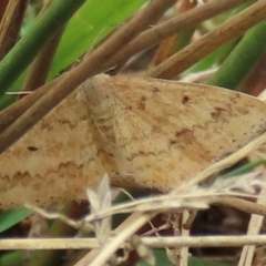 Scopula rubraria (Reddish Wave, Plantain Moth) at Callum Brae - 20 Mar 2024 by RobParnell