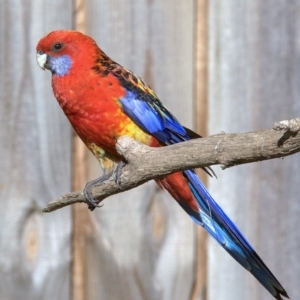 Platycercus elegans x eximius (hybrid) at Drouin, VIC - 6 Feb 2014 06:01 AM