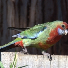 Platycercus elegans x eximius (hybrid) at Drouin, VIC - 6 Feb 2014 06:01 AM