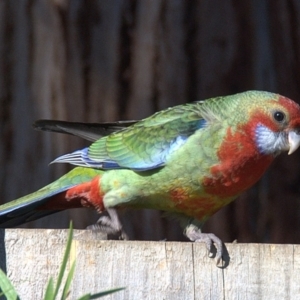 Platycercus elegans x eximius (hybrid) at Drouin, VIC - 6 Feb 2014 06:01 AM