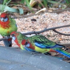 Platycercus elegans x eximius (hybrid) at Drouin, VIC - 6 Feb 2014 06:01 AM