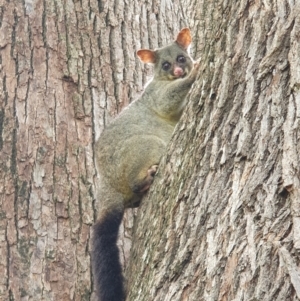 Trichosurus vulpecula at Berry, NSW - 12 Jan 2024 10:41 AM
