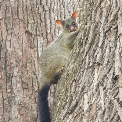 Trichosurus vulpecula (Common Brushtail Possum) at Berry, NSW - 12 Jan 2024 by Megan123