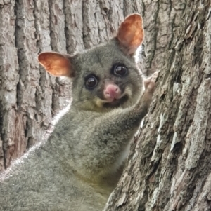 Trichosurus vulpecula at Berry, NSW - 12 Jan 2024 10:41 AM