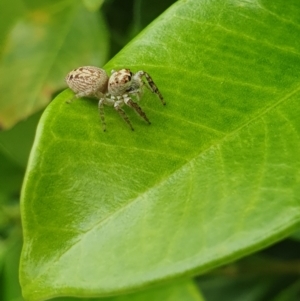 Opisthoncus sp. (genus) at Berry, NSW - 27 Jan 2024