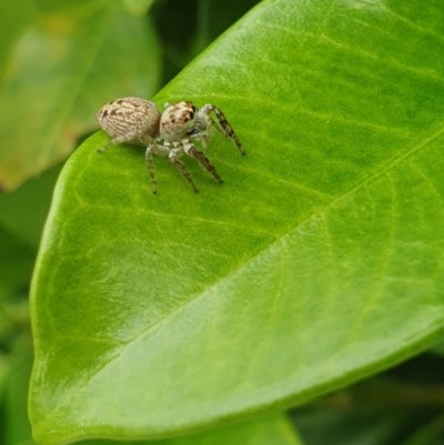 Opisthoncus sp. (genus) (Unidentified Opisthoncus jumping spider) at Berry, NSW - 27 Jan 2024 by Megan123