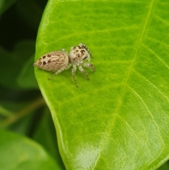 Opisthoncus sp. (genus) at Berry, NSW - 27 Jan 2024