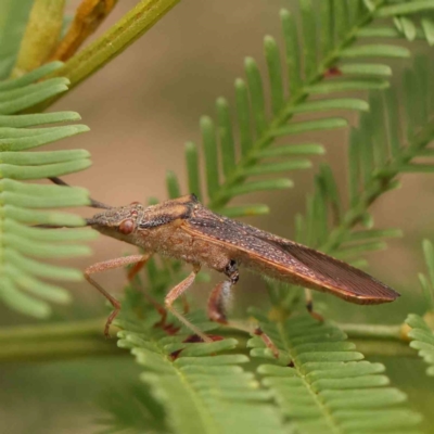 Amorbus sp. (genus) (Eucalyptus Tip bug) at O'Connor, ACT - 18 Mar 2024 by ConBoekel