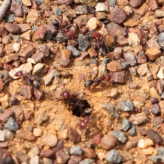Iridomyrmex purpureus (Meat Ant) at O'Connor, ACT - 18 Mar 2024 by ConBoekel