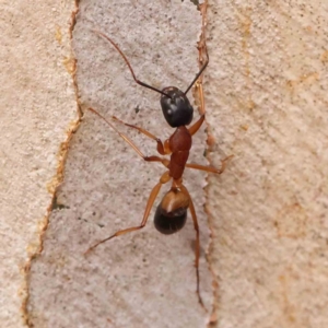 Camponotus consobrinus at O'Connor, ACT - 18 Mar 2024