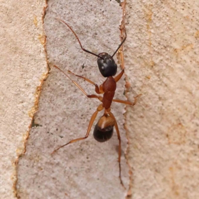 Camponotus consobrinus (Banded sugar ant) at Bruce Ridge - 18 Mar 2024 by ConBoekel