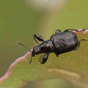 Euops sp. (genus) at O'Connor, ACT - 18 Mar 2024 12:43 PM