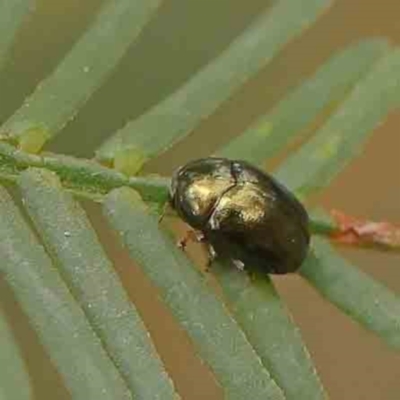 Ditropidus sp. (genus) (Leaf beetle) at O'Connor, ACT - 18 Mar 2024 by ConBoekel