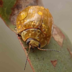 Paropsisterna cloelia (Eucalyptus variegated beetle) at O'Connor, ACT - 18 Mar 2024 by ConBoekel