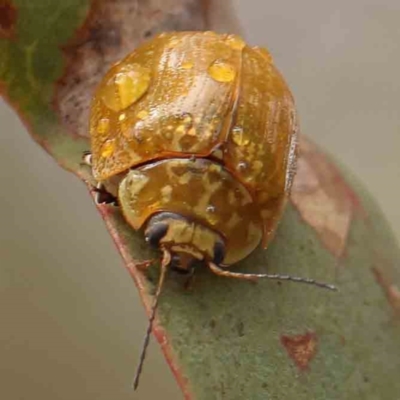 Paropsisterna cloelia (Eucalyptus variegated beetle) at Bruce Ridge - 18 Mar 2024 by ConBoekel