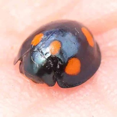Orcus australasiae (Orange-spotted Ladybird) at O'Connor, ACT - 18 Mar 2024 by ConBoekel