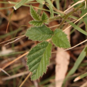 Rubus anglocandicans at Bruce Ridge - 18 Mar 2024