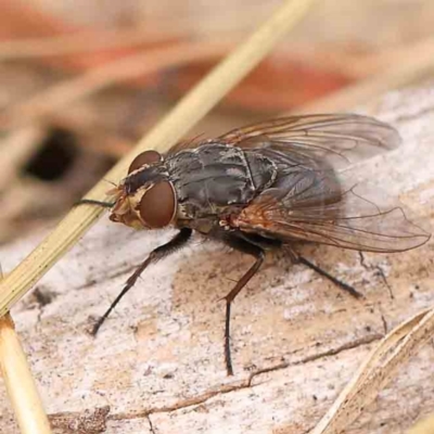 Calliphora sp. (genus) (Unidentified blowfly) at Bruce Ridge - 18 Mar 2024 by ConBoekel