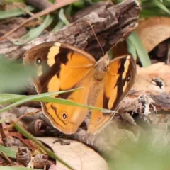 Heteronympha merope (Common Brown Butterfly) at O'Connor, ACT - 18 Mar 2024 by ConBoekel