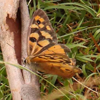 Heteronympha penelope (Shouldered Brown) at O'Connor, ACT - 18 Mar 2024 by ConBoekel