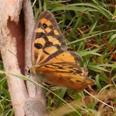 Heteronympha penelope (Shouldered Brown) at O'Connor, ACT - 18 Mar 2024 by ConBoekel