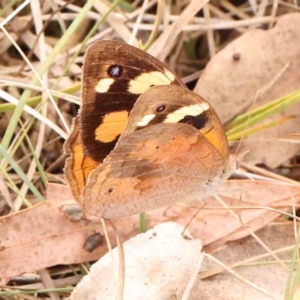 Heteronympha merope at Bruce Ridge - 18 Mar 2024 02:27 PM