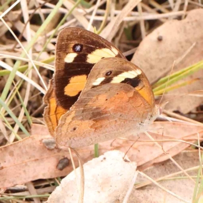 Heteronympha merope (Common Brown Butterfly) at O'Connor, ACT - 18 Mar 2024 by ConBoekel