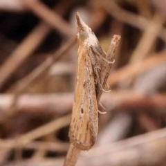 Faveria tritalis (Couchgrass Webworm) at O'Connor, ACT - 18 Mar 2024 by ConBoekel
