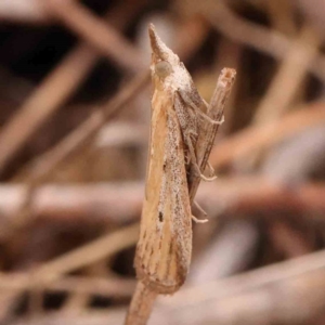 Faveria tritalis at Bruce Ridge - 18 Mar 2024 02:26 PM