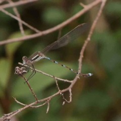 Austrolestes leda (Wandering Ringtail) at O'Connor, ACT - 18 Mar 2024 by ConBoekel