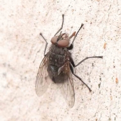 Calliphora vicina (European bluebottle) at O'Connor, ACT - 18 Mar 2024 by ConBoekel