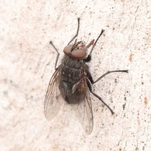 Calliphora vicina at Bruce Ridge - 18 Mar 2024