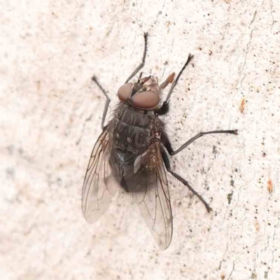 Calliphora vicina (European bluebottle) at Bruce Ridge - 18 Mar 2024 by ConBoekel