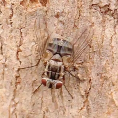 Muscidae (family) (Unidentified muscid fly) at O'Connor, ACT - 18 Mar 2024 by ConBoekel
