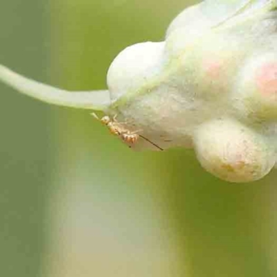 Chalcidoidea (superfamily) (A gall wasp or Chalcid wasp) at O'Connor, ACT - 18 Mar 2024 by ConBoekel