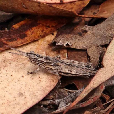 Coryphistes ruricola (Bark-mimicking Grasshopper) at O'Connor, ACT - 18 Mar 2024 by ConBoekel