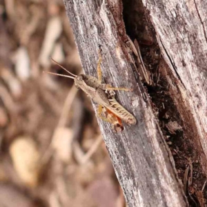 Phaulacridium vittatum at Bruce Ridge - 18 Mar 2024 12:40 PM