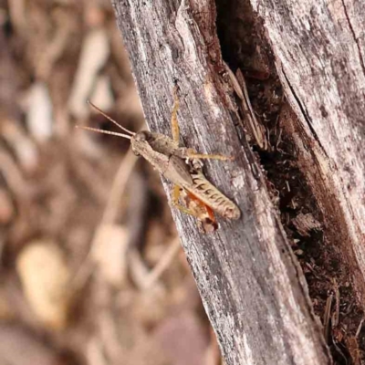 Phaulacridium vittatum (Wingless Grasshopper) at O'Connor, ACT - 18 Mar 2024 by ConBoekel